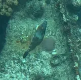 Whitespotted Filefish, photographed in Saint Michael