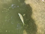 Threadfin Shad, photographed in Tennessee