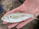 Threadfin Shad, photographed in Mississippi