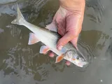 Pahranagut Roundtail Chub, photographed in Colorado