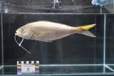 Goldflag Snapper, photographed in Hawaii