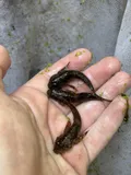 Slimy Sculpin, photographed in New Jersey