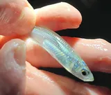 Rough Silverside, photographed in South Carolina
