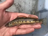 Texas Logperch, photographed in Texas