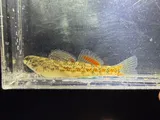 Tallapoosa Darter, photographed in Alabama