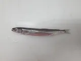 Capelin
