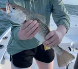 Gray Trout, photographed in South Carolina