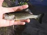 Largemouth Bass, photographed in Florida