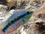Salvin's Cichlid, photographed in Campeche