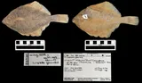 Arctic Flounder, photographed in Northwest Territories (Terr.)