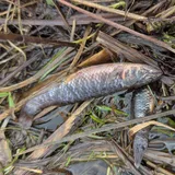 Central Mudminnow, photographed in New York