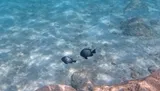 Hawaiian Dascyllus, photographed in Hawaii