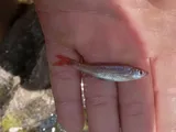 Redfin Shiner, photographed in Louisiana
