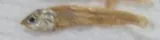 Dusky Anchovy, photographed in Ciudad de Mexico