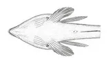Spotfin Dragonet