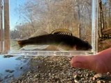 River Darter, photographed in Alabama
