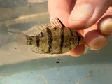 Blackbanded Sunfish, photographed in North Carolina