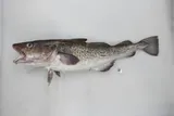 Greenland Cod, photographed in Alaska