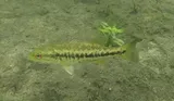 Suwannee Bass, photographed in Florida