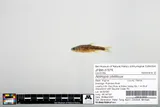 Redlip Shiner, photographed in Virginia