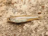 Blacktail Shiner, photographed in Texas