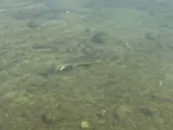 Largescale Sucker, photographed in Washington