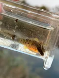 Dwarf Livebearer, photographed in Florida