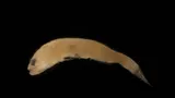 Twoscale Goby, photographed in Quintana Roo