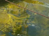 Longjaw, photographed in Florida