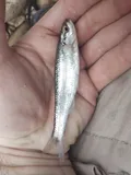Duskystripe Shiner, photographed in Arkansas