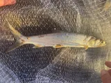 Hawaiian Ladyfish, photographed in Queensland
