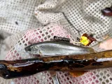 Southern Leatherside Chub, photographed in Utah