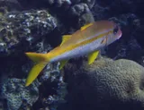 Yellowfin Goatfish
