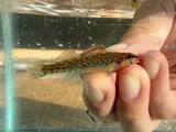 Strawberry Darter, photographed in Arkansas