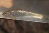 Largescale Stoneroller, photographed in Mississippi
