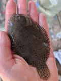 Hogchoker, photographed in Maryland