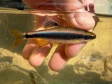 Lowland Shiner, photographed in South Carolina