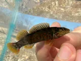 Caney Fork Darter, photographed in Tennessee