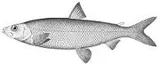 Deepwater Cisco, photographed in Wisconsin