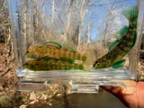 Brighteye Darter, photographed in Tennessee