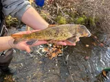 Northern Hog Sucker, photographed in Ohio