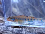 Spangled Darter, photographed in Tennessee