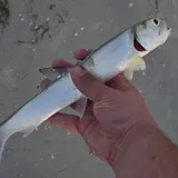 Ladyfish, photographed in Florida