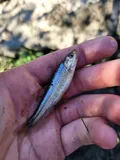 Eastern Silvery Minnow, photographed in Ontario