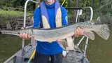 Alligator Gar, photographed in Mississippi
