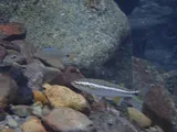 Mountain Mullet, photographed in Veraguas
