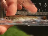 Telescope Shiner, photographed in Virginia
