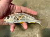 Atlantic Croaker, photographed in Texas