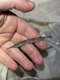 American Halfbeak, photographed in New York