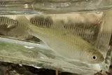Red Shiner, photographed in Texas